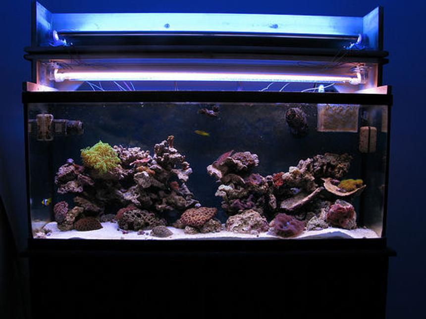 Rated #123: 55 Gallons Reef Tank - My reef tank