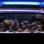 55 gallons reef tank (mostly live coral and fish) - My reef tank