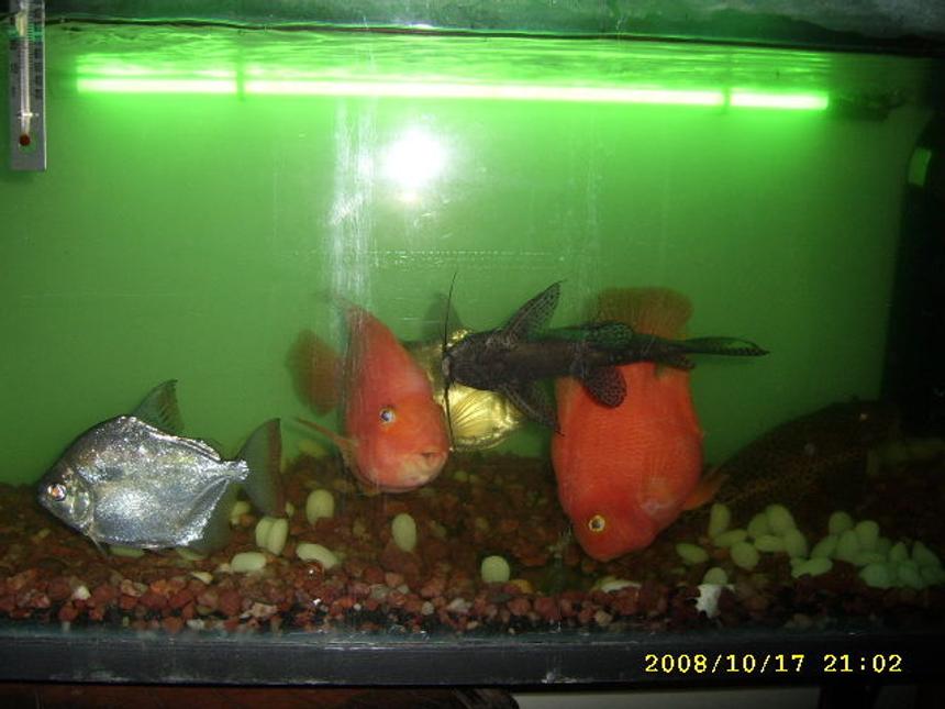 Rated #2340: Freshwater Fish - Heros Severus X Amphilophus Citrinellum - Blood Parrot Stocking In 32 Gallons Tank - The 5 i love