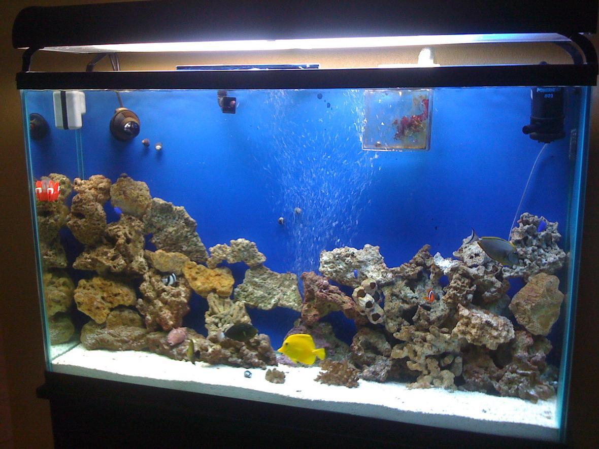 75 gallons saltwater fish tank (mostly fish, little/no live coral) - 1