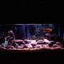 30 gallons freshwater fish tank (mostly fish and non-living decorations) - my lake malawi setup I also have 2 cichlids from lake kyoga also