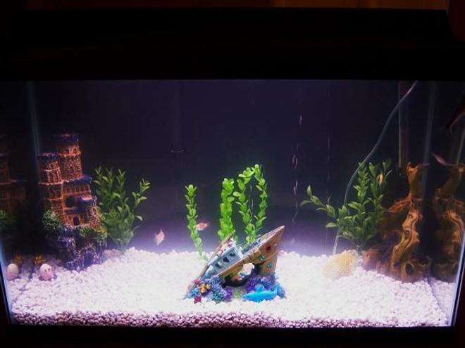 29 gallons freshwater fish tank (mostly fish and non-living decorations) - Tank is a little cloudy... Picture was taken after just setting it up.