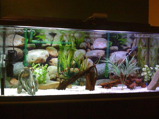 55 gallons freshwater fish tank (mostly fish and non-living decorations) - 55 gallons Discus tank