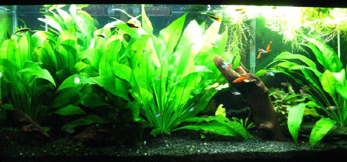 55 gallons planted tank (mostly live plants and fish) - My 55 gallon planted, community tank.
