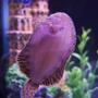 saltwater fish - bothus lunatus - flounder stocking in 29 gallons tank - Bottom Of My Flounder.