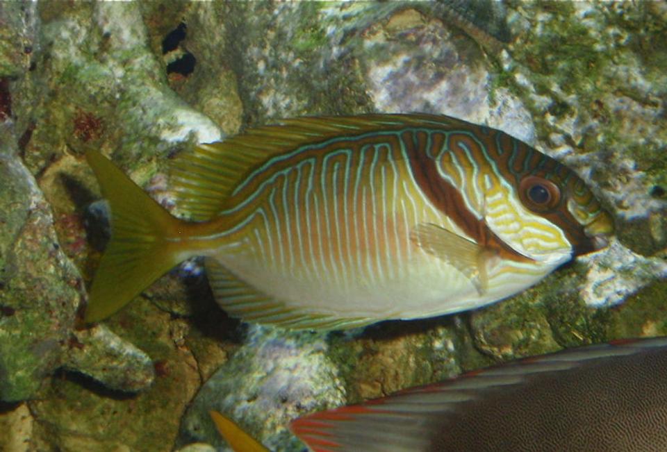 saltwater fish - siganus doliatus - scribbled rabbitfish stocking in 144 gallons tank - Scribbled Rabbitfish