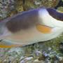 saltwater fish - siganus magnifica - magnificent foxface stocking in 144 gallons tank - Majestic Foxface