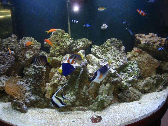 144 gallons saltwater fish tank (mostly fish, little/no live coral) - 144 gallon tank.