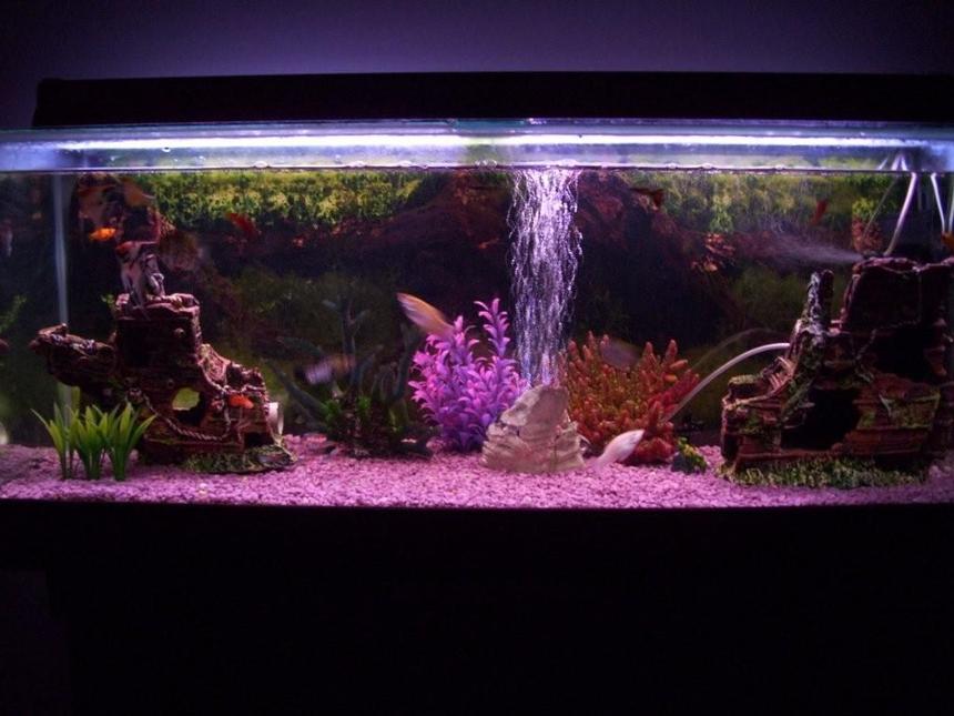 Rated #1262: 80 Gallons Freshwater Fish Tank - Fish are a little blurry! Dam Camera :)
