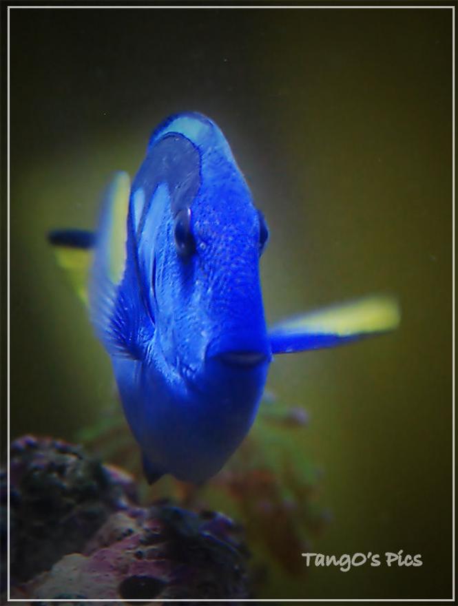 saltwater fish - paracanthurus hepatus - blue tang stocking in 150 gallons tank - regal tang