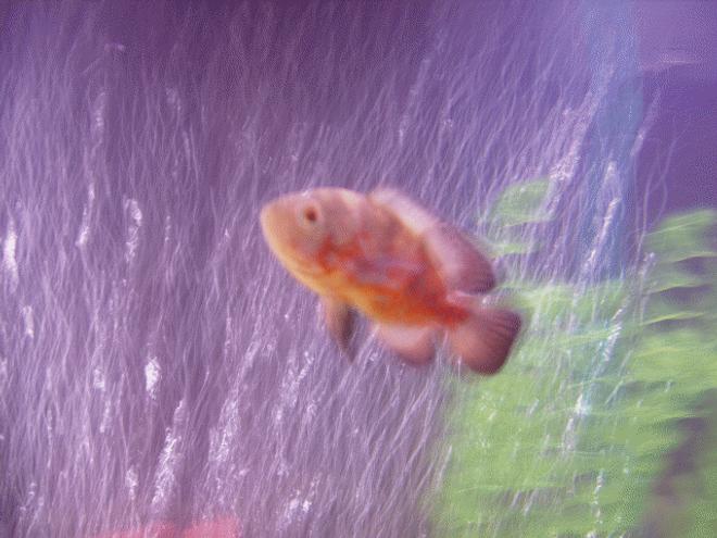freshwater fish - astronotus ocellatus - albino oscar stocking in 60 gallons tank - Jerry my oscar:) still a baby