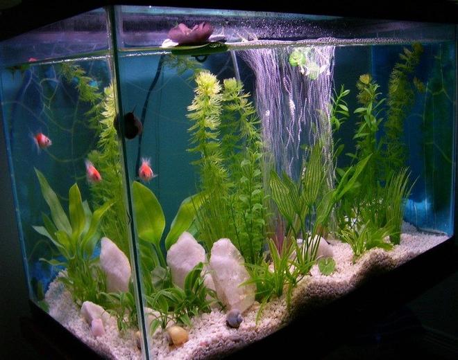 33 gallons freshwater fish tank (mostly fish and non-living decorations) - Pearlscale goldfish and Brig snails.