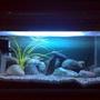 15 gallons freshwater fish tank (mostly fish and non-living decorations) - It is just an ordinary Freshwater tank.. with rock settings... i have added an Blue Marine light and a Black light for Ornamental purpose and an Plastic Plant !! using an SHANDA powerhead ! normal under gravel filtration