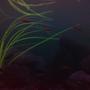 freshwater fish - hemigrammus erythrozonus - glowlight tetra stocking in 15 gallons tank - Under Blacklight.. u can see the GlowFish GLOW !!