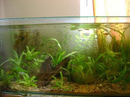 50 gallons planted tank (mostly live plants and fish) - mmy planted tank..nature setup...diffused sunlight as lighting..no co2.. no filters..  everything is natural...takes time to setup and laterate substrate and the right mix of plants and fish..!!