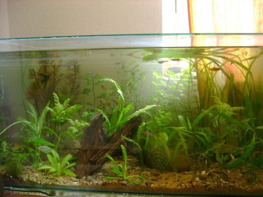 Rated #143: 50 Gallons Planted Tank - mmy planted tank..nature setup...diffused sunlight as lighting..no co2.. no filters..  everything is natural...takes time to setup and laterate substrate and the right mix of plants and fish..!!