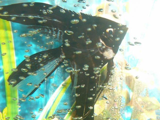 freshwater fish - pterophyllum sp. - black veil angel stocking in 50 gallons tank - black angel