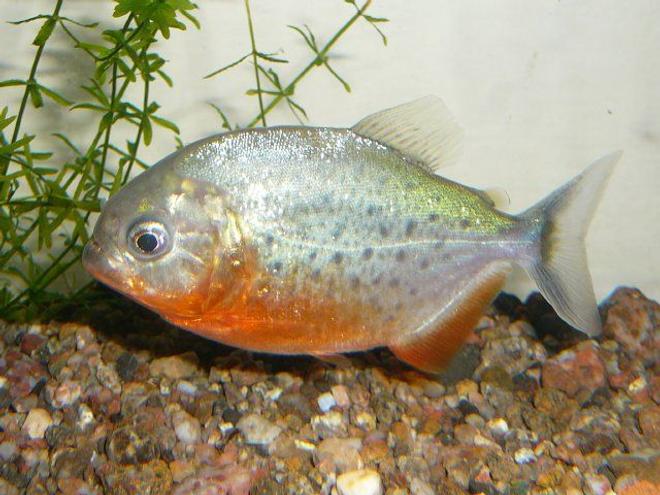 freshwater fish - pygocentrus nattereri - redbellied pirhana stocking in 50 gallons tank - red bellied piranah..!!!