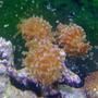 corals inverts - euphyllia paranchora - hammer / anchor coral, branching stocking in 120 gallons tank - hammer 3 heads