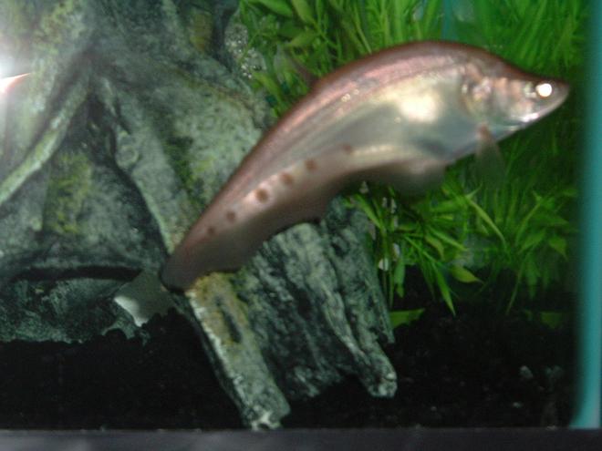 freshwater fish - notopterus chitala - clown knife fish stocking in 55 gallons tank - rare albino clown knife fish 6"
