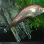 freshwater fish - notopterus chitala - clown knife fish stocking in 55 gallons tank - rare albino clown knife fish 6"