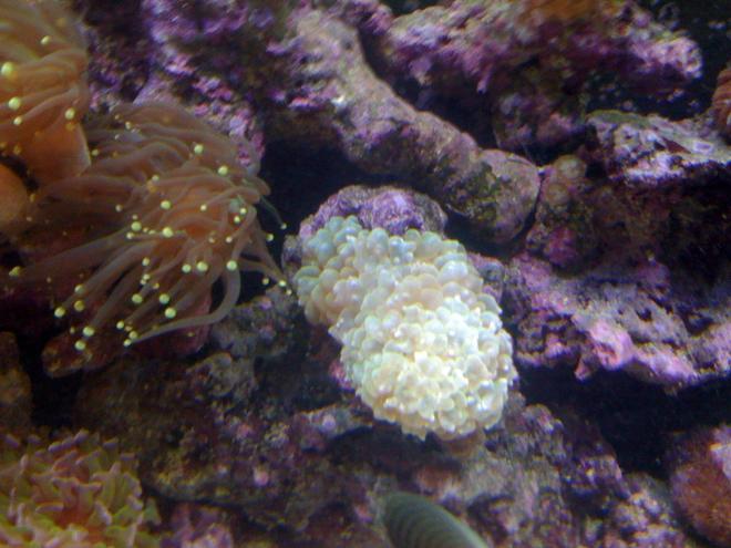 corals inverts - euphyllia glabrescens - torch coral stocking in 120 gallons tank - pearl 3 heads