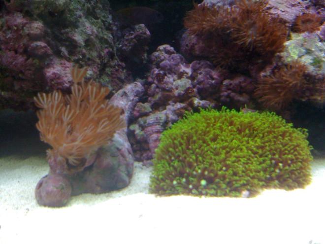 corals inverts - briareum sp. - starburst polyp stocking in 120 gallons tank - stars 5x5 colony and small zenia