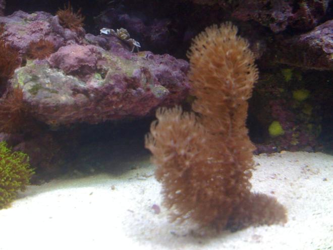 corals inverts - eunicea sp. - large polyped gorgonian stocking in 120 gallons tank - gorgian 5 in tall an has 2 arms