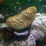 corals inverts - brain coral stocking in 120 gallons tank - favia or favities 6 x 4 colony
