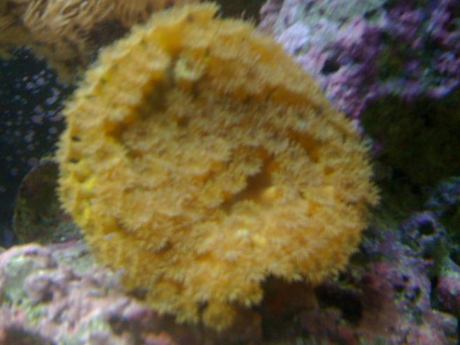corals inverts - turbinaria peltata - cup coral, pagoda stocking in 120 gallons tank - pagoda cup 5 in circle
