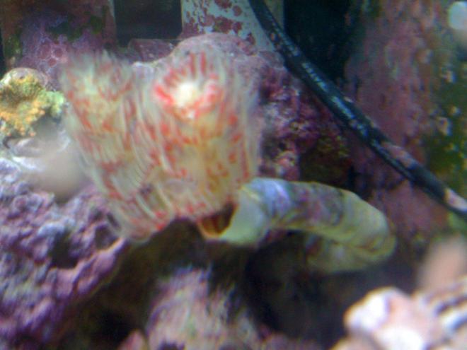 corals inverts - protula bispiralis - hard tube coco worm stocking in 120 gallons tank - coco worm