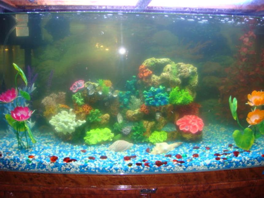 Rated #236: 60 Gallons Reef Tank - a nice coral 4 preety plants one is orange one is pink one is red and e is blue
