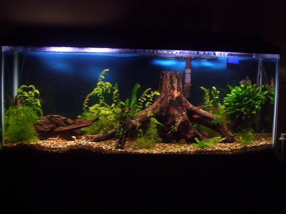 55 gallons planted tank (mostly live plants and fish) - My 55 gallon tank