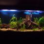 55 gallons planted tank (mostly live plants and fish) - My 55 gallon tank