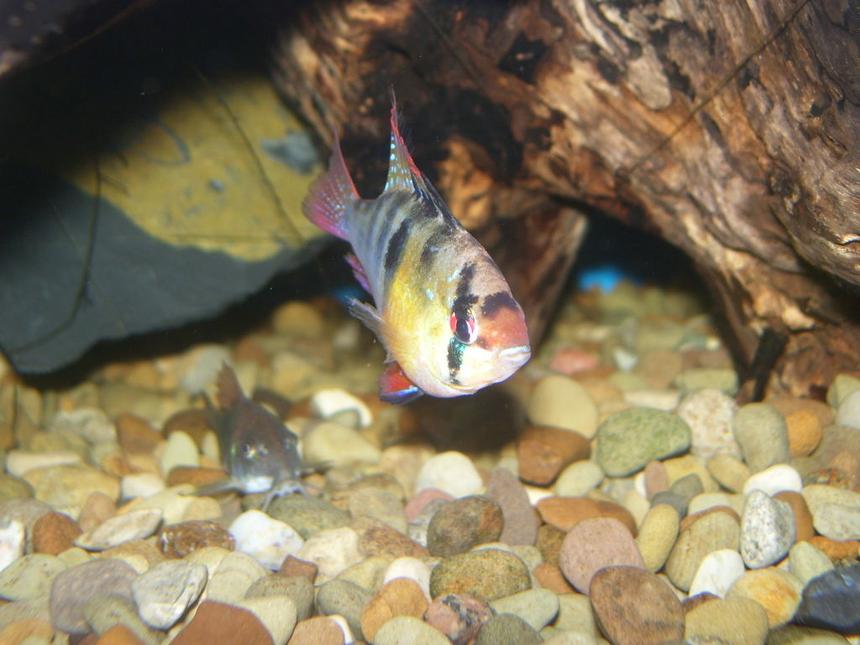 Rated #1136: Freshwater Fish - Papiliochromis Ramirezi - German Blue Ram Stocking In 55 Gallons Tank - German Blue checking things out