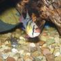 freshwater fish - papiliochromis ramirezi - german blue ram stocking in 55 gallons tank - German Blue checking things out