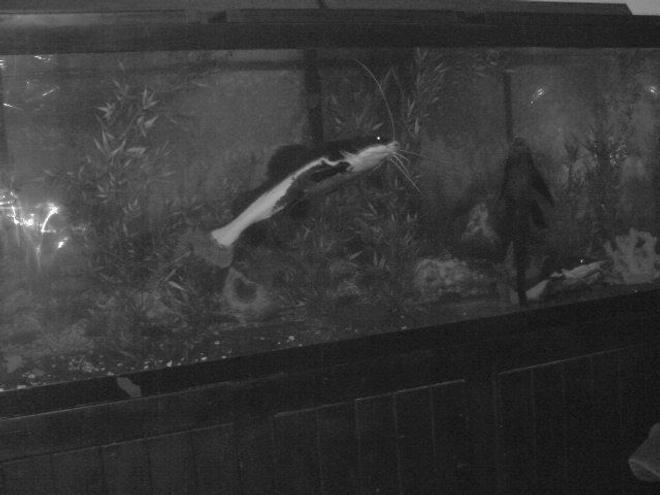 150 gallons freshwater fish tank (mostly fish and non-living decorations) - Red tail/oscar/pleco