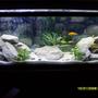 55 gallons freshwater fish tank (mostly fish and non-living decorations) - Updated. 55 Gal. Lake Malawi Cichlids. White Filtration Sand, Drainage Rocks & Fake Plants from Michaels.