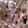 corals inverts - stenopus hispidus - banded coral shrimp stocking in 75 gallons tank - Coral Banded Shrimp hanging on some live rock