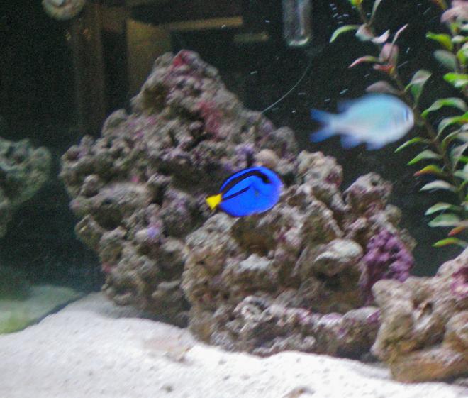 saltwater fish - paracanthurus hepatus - blue tang stocking in 75 gallons tank - Brilliant Baby Blue Tang