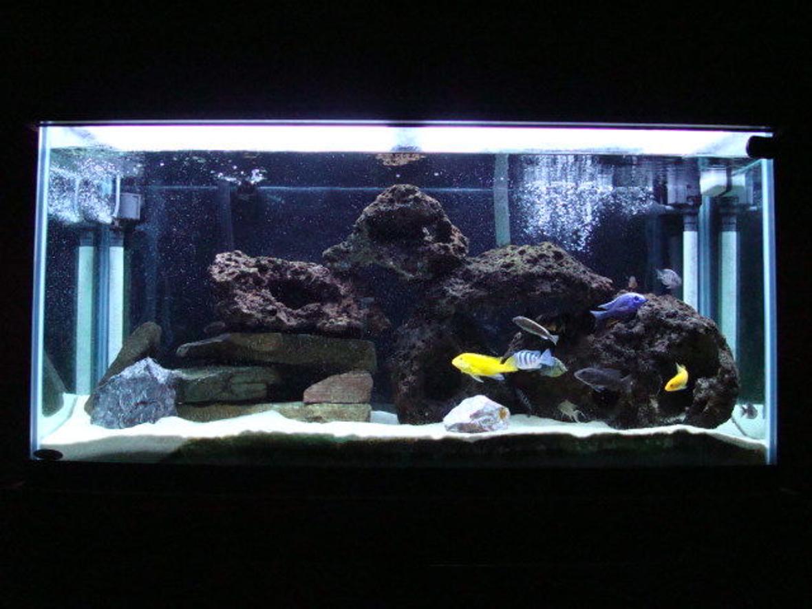 90 gallons freshwater fish tank (mostly fish and non-living decorations) - my tank
