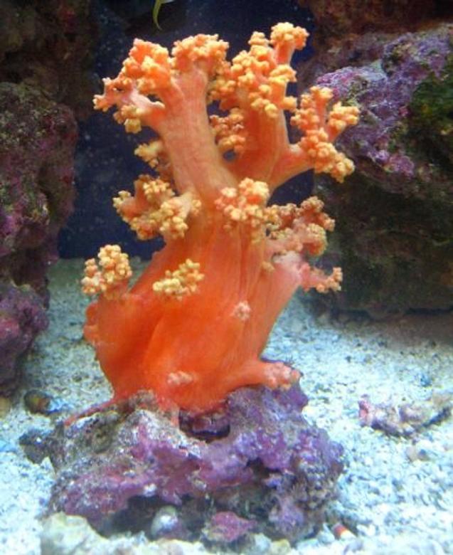 corals inverts - dendronephthya sp. - carnation tree coral stocking in 30 gallons tank - This is my orange carnation coral!