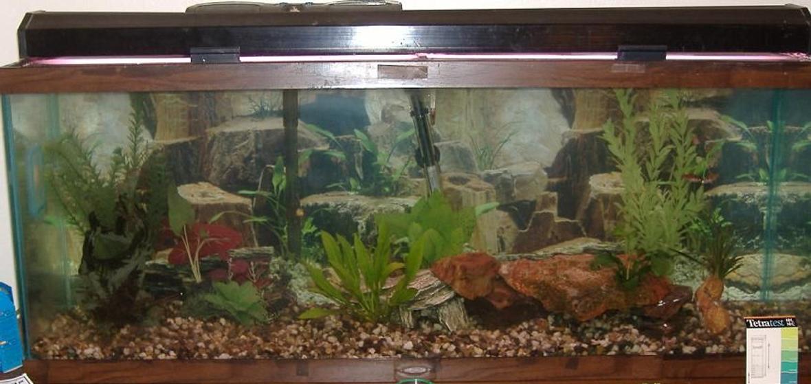 fish tank picture - New 50gal
