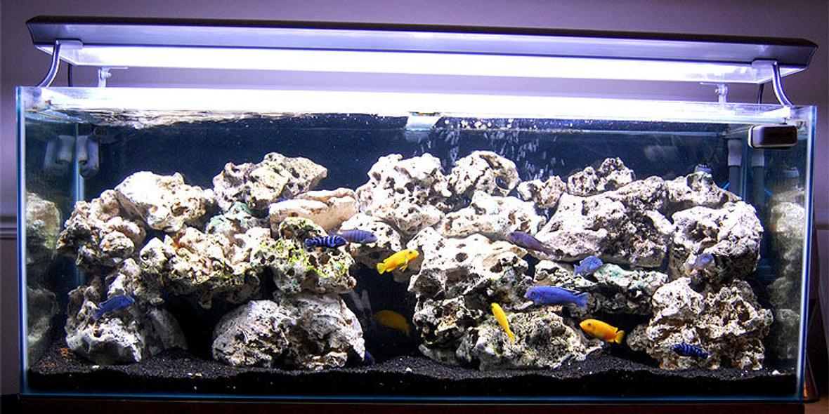53 gallons freshwater fish tank (mostly fish and non-living decorations) - Malawi Mbuna Tank