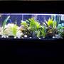 15 gallons freshwater fish tank (mostly fish and non-living decorations) - still working on it
