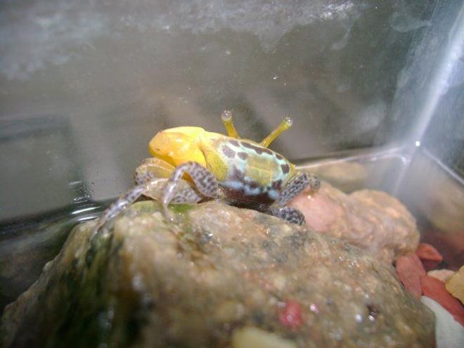 corals inverts - uca pugnax - fiddler crab stocking in 50 gallons tank - crabby..!!