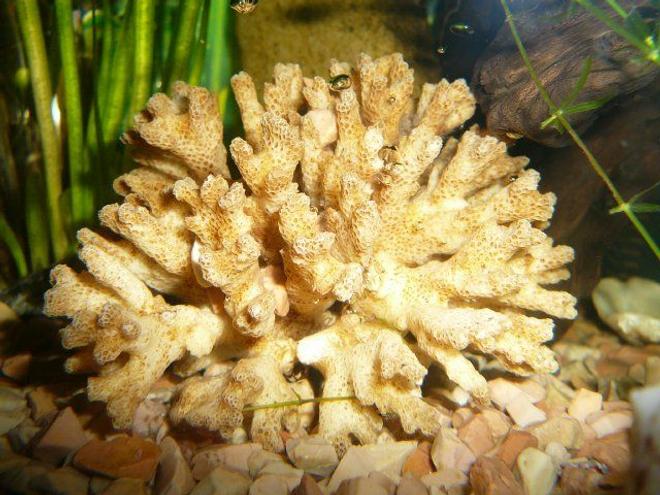 corals inverts - sinularia sp. - finger leather coral stocking in 50 gallons tank - coral