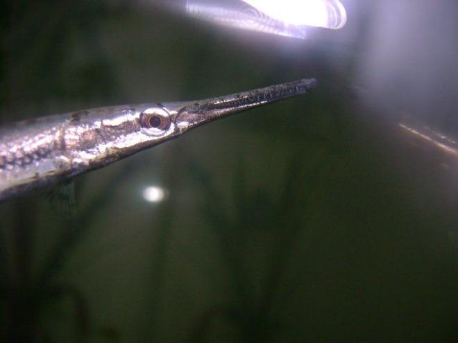 freshwater fish - lepisosteus platyrhincus - florida gar stocking in 50 gallons tank - florida gar...chk out this guys teeth,,,!!!