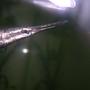 freshwater fish - lepisosteus platyrhincus - florida gar stocking in 50 gallons tank - florida gar...chk out this guys teeth,,,!!!