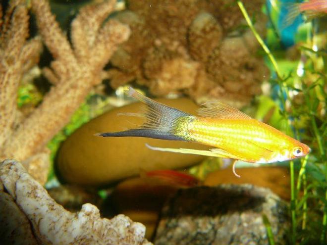 freshwater fish - xiphophorus helleri - hi fin lyretail swordtail stocking in 50 gallons tank - lary tail swordtail...